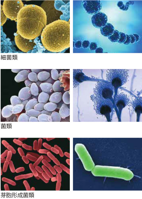 細菌類、菌類、芽胞形成菌類